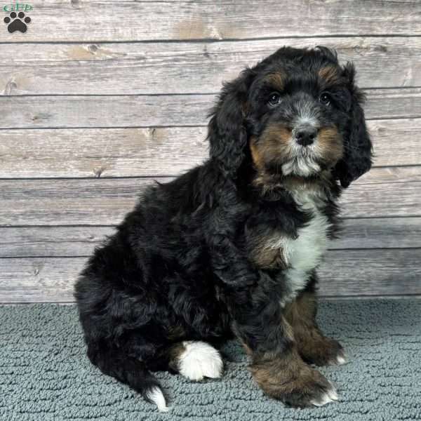 Gale, Bernedoodle Puppy